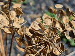 Image of Heracleum grandiflorum Stev. ex Bieb.