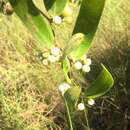 Imagem de Smilax laurifolia L.