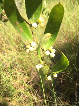 Sivun Smilax laurifolia L. kuva