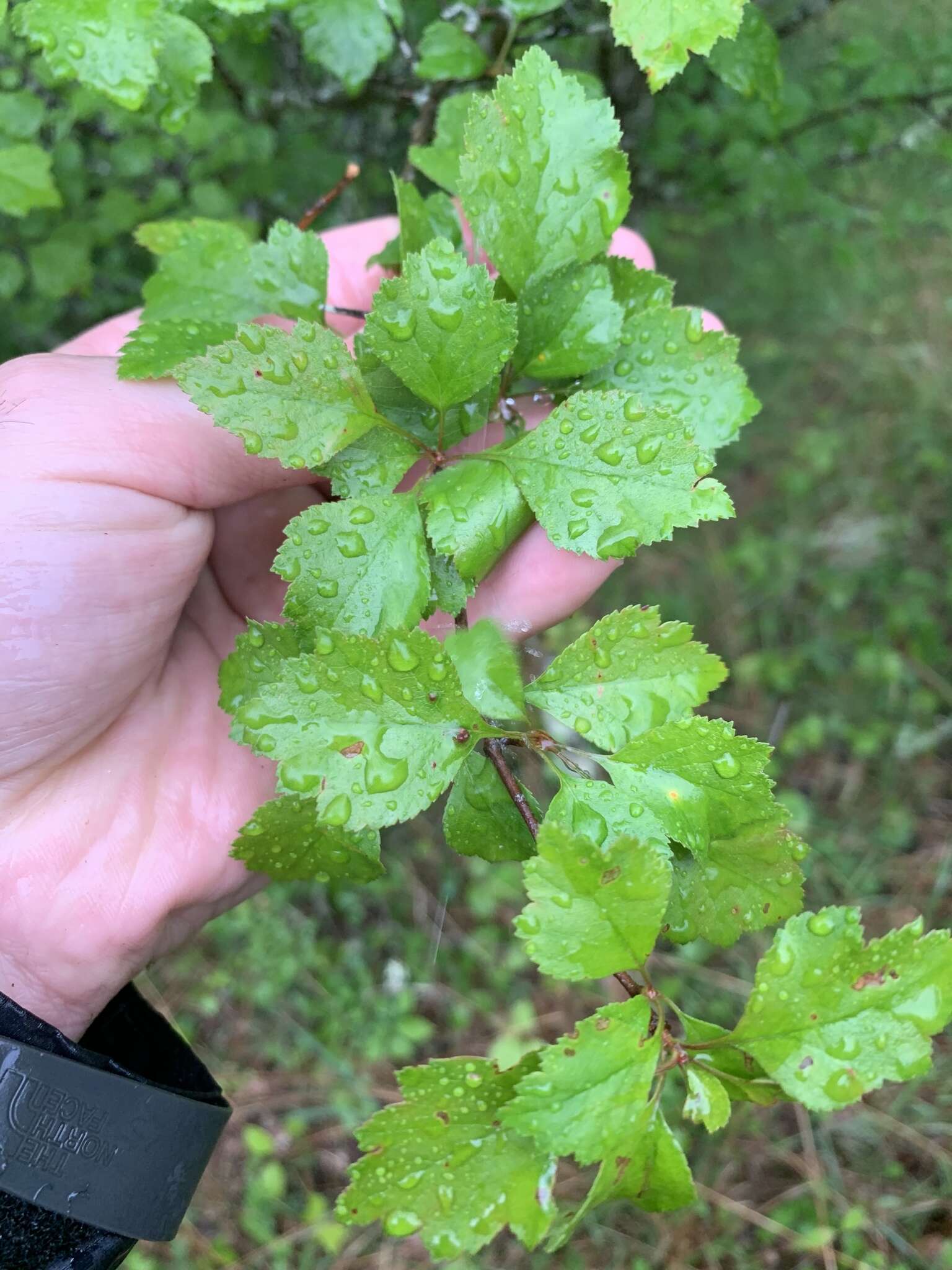 Image of Crataegus margarettae Ashe