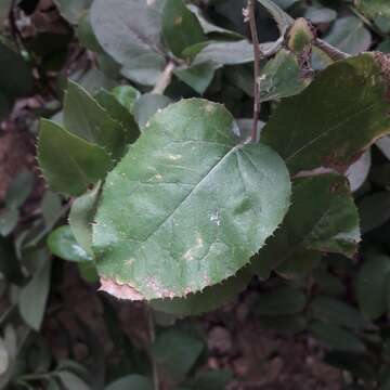 Image of Griselinia scandens (Ruiz & Pav.) Taub.