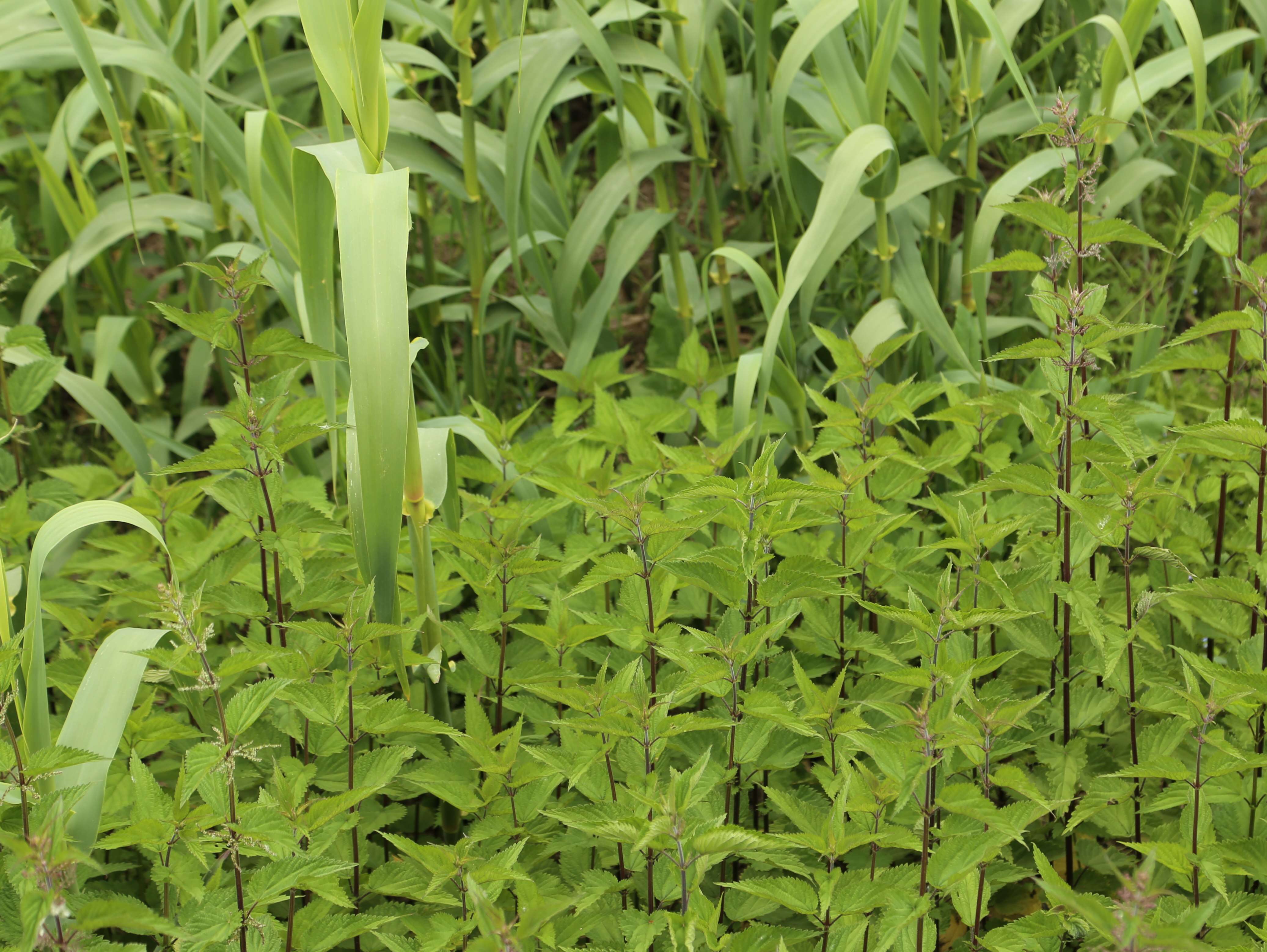 Image of giant reed