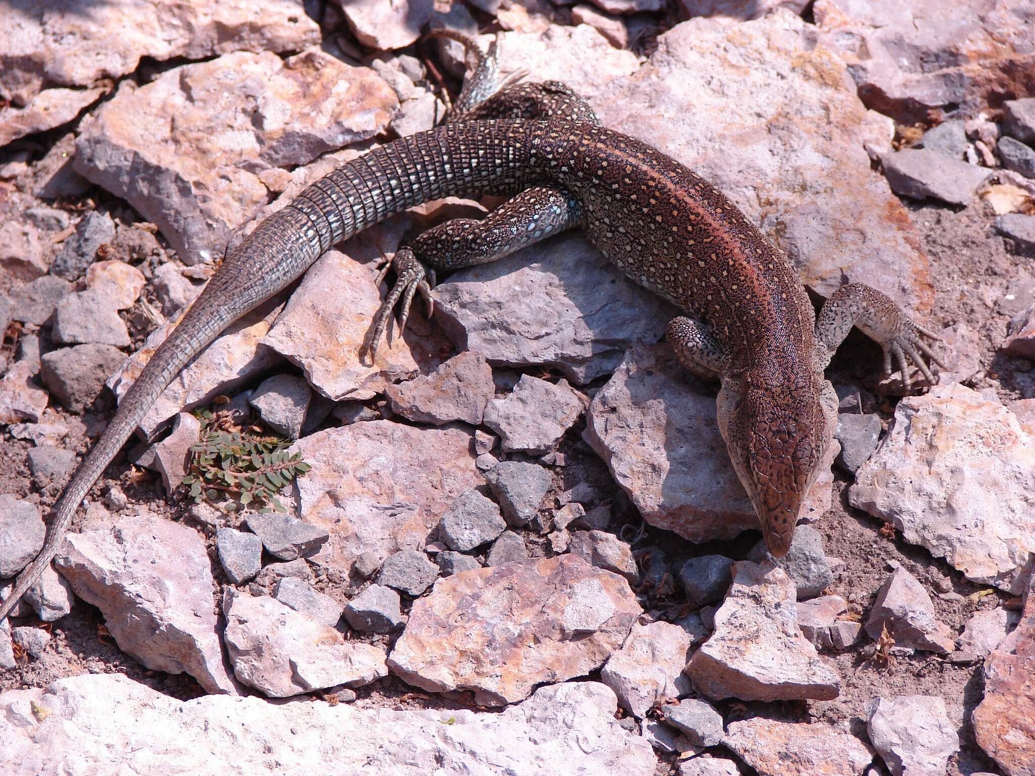 Imagem de Ameiva praesignis (Baird & Girard 1852)