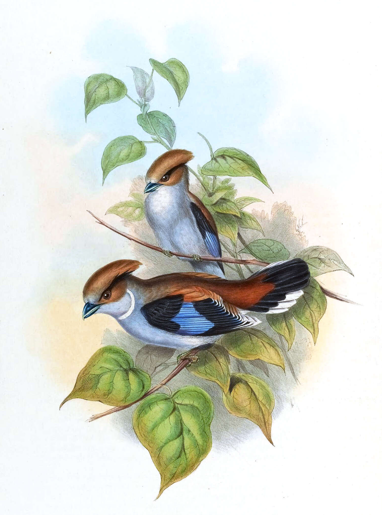 Image of Serilophus Swainson 1837