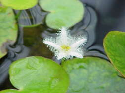 Image of Water-snowflake