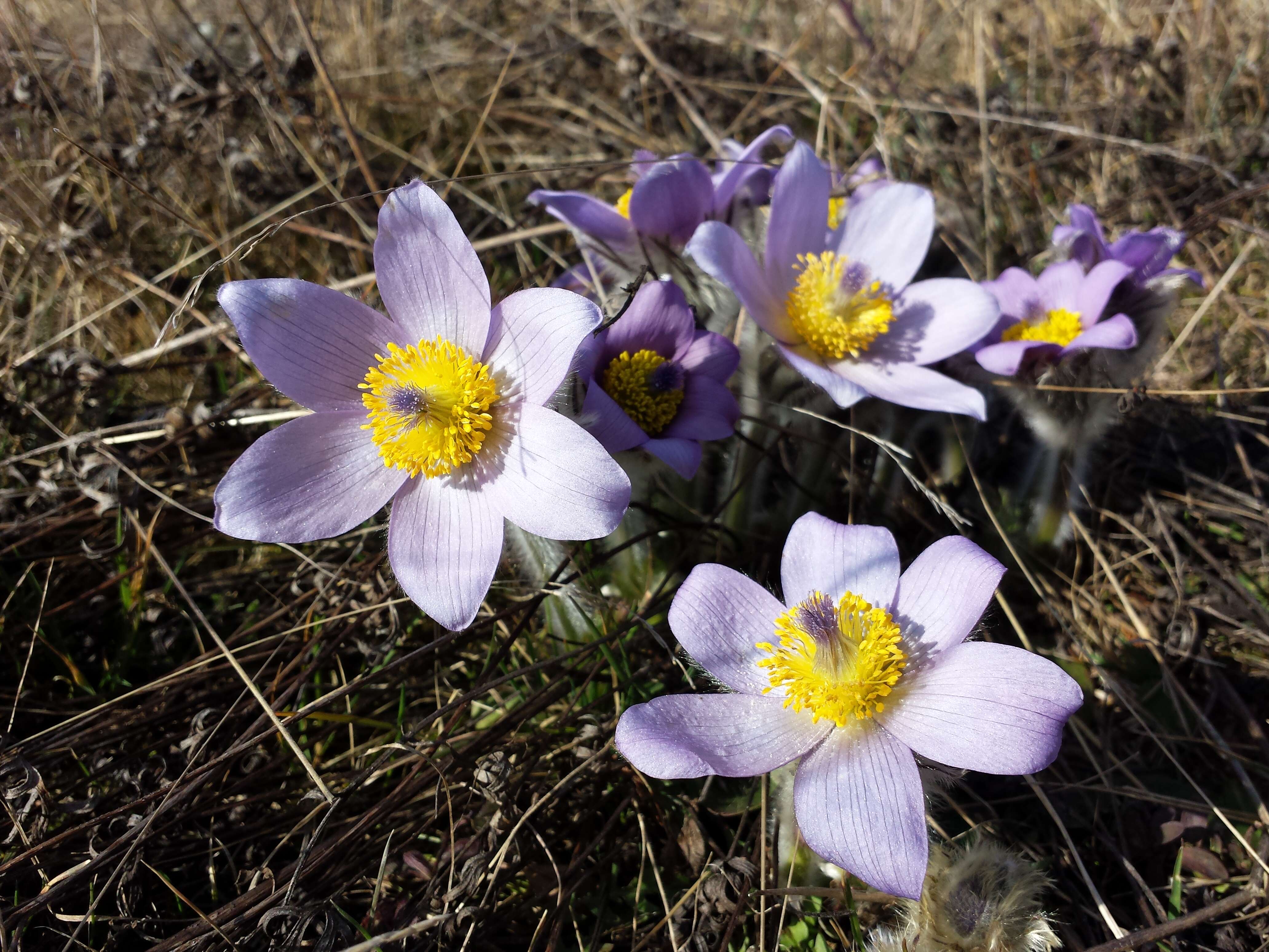 Image of Greater Pasque Flower