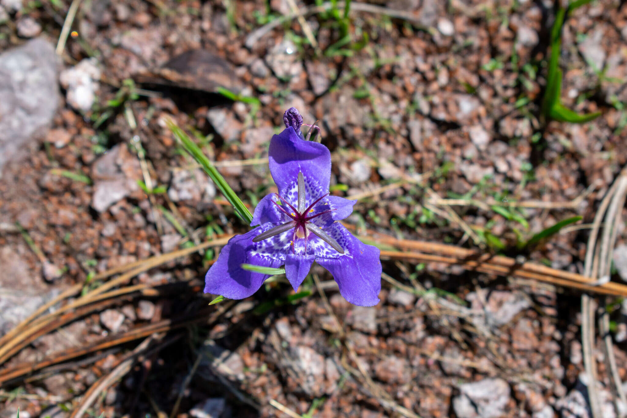 Image of Tigridia durangensis Molseed ex Cruden