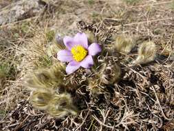 Image of Greater Pasque Flower