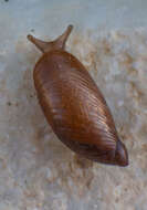 Image of pfeifers amber snail