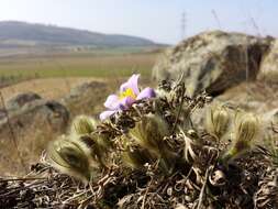 Image of Greater Pasque Flower