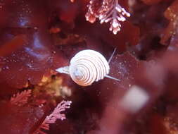 Image of Channeled Top Snail