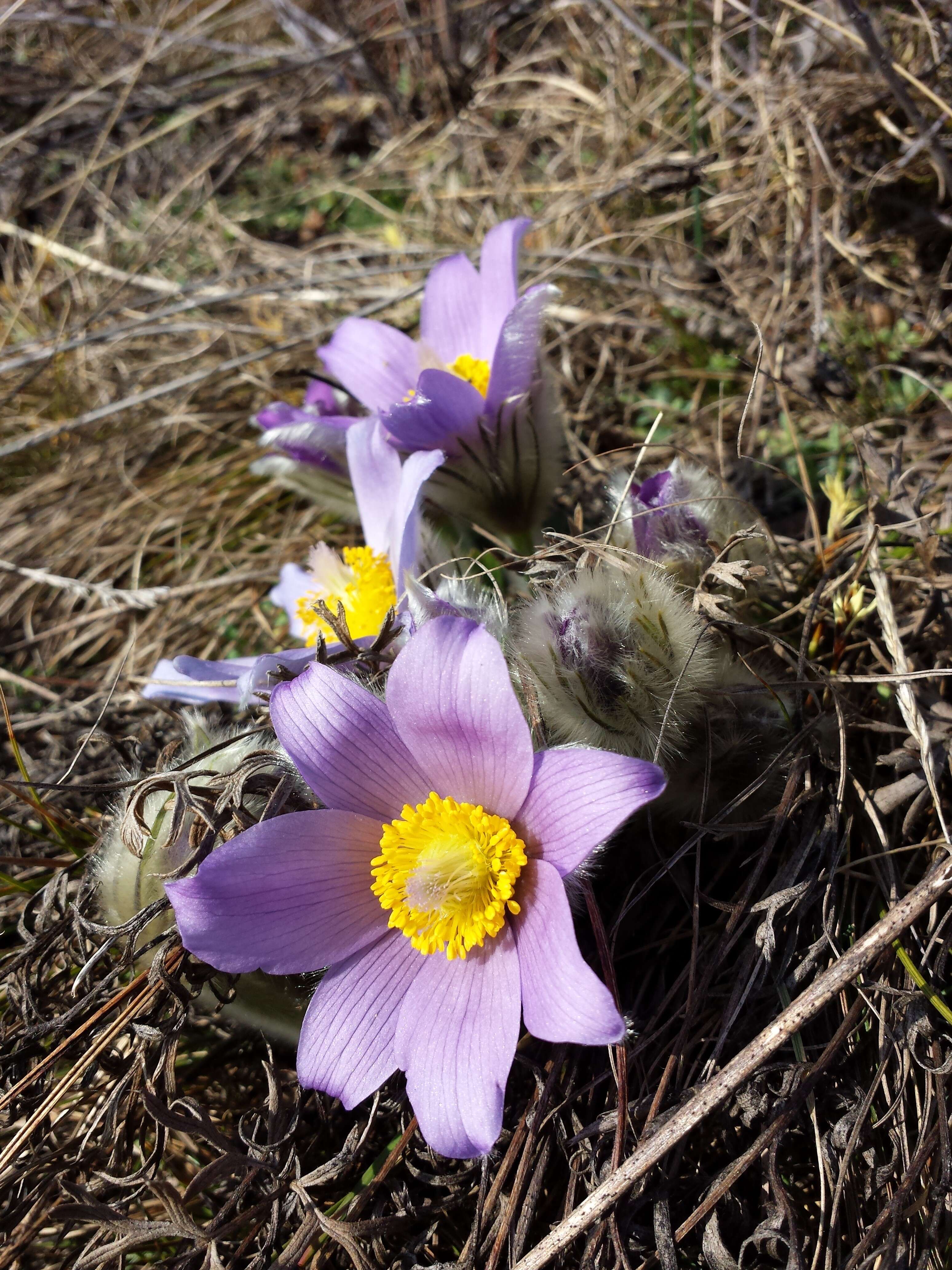 Image of Greater Pasque Flower