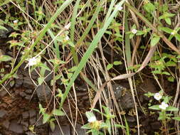 Image of Osbeckia decandra (Sm.) DC.