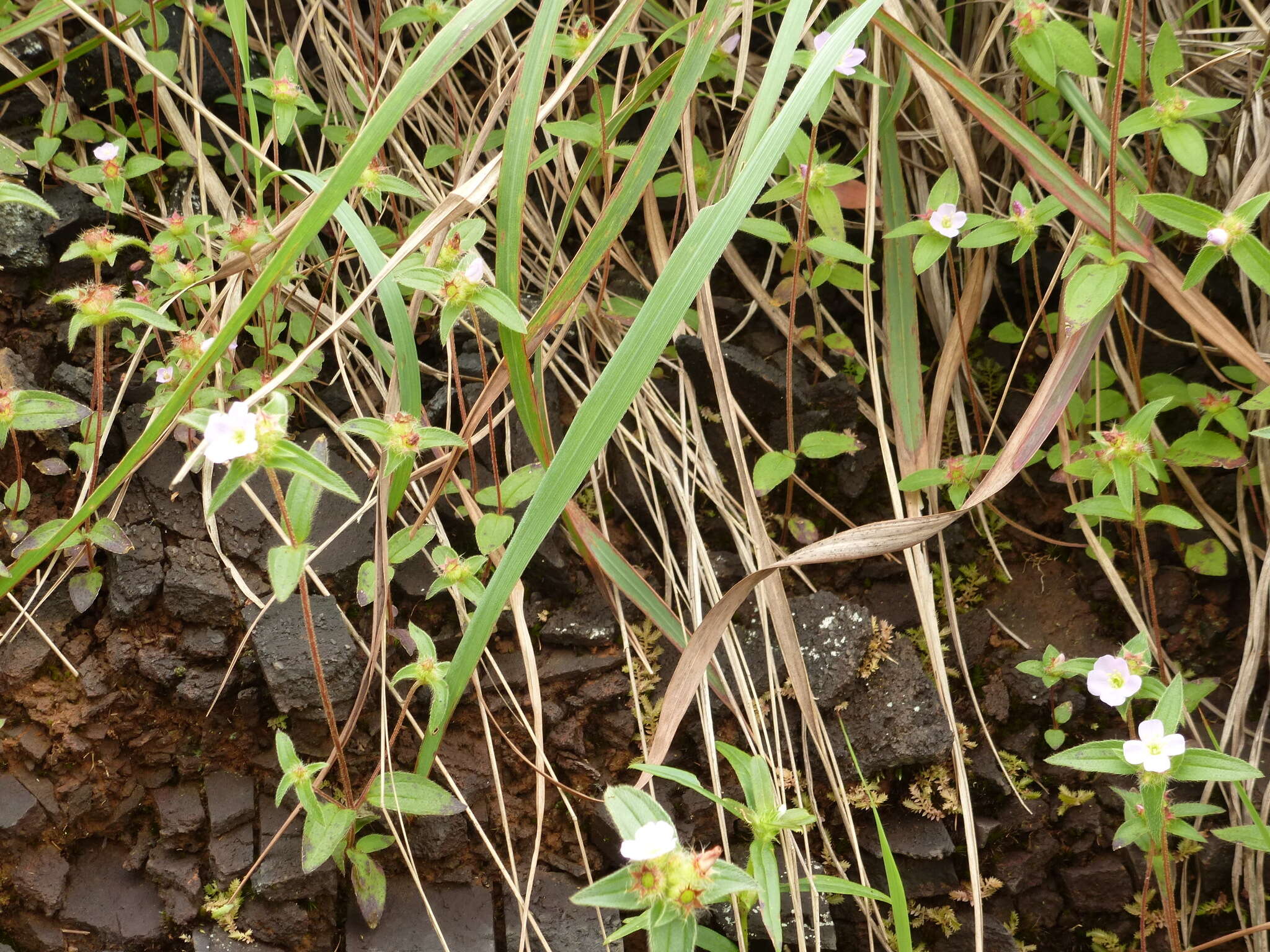 Image of Osbeckia decandra (Sm.) DC.