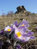 Image of Greater Pasque Flower