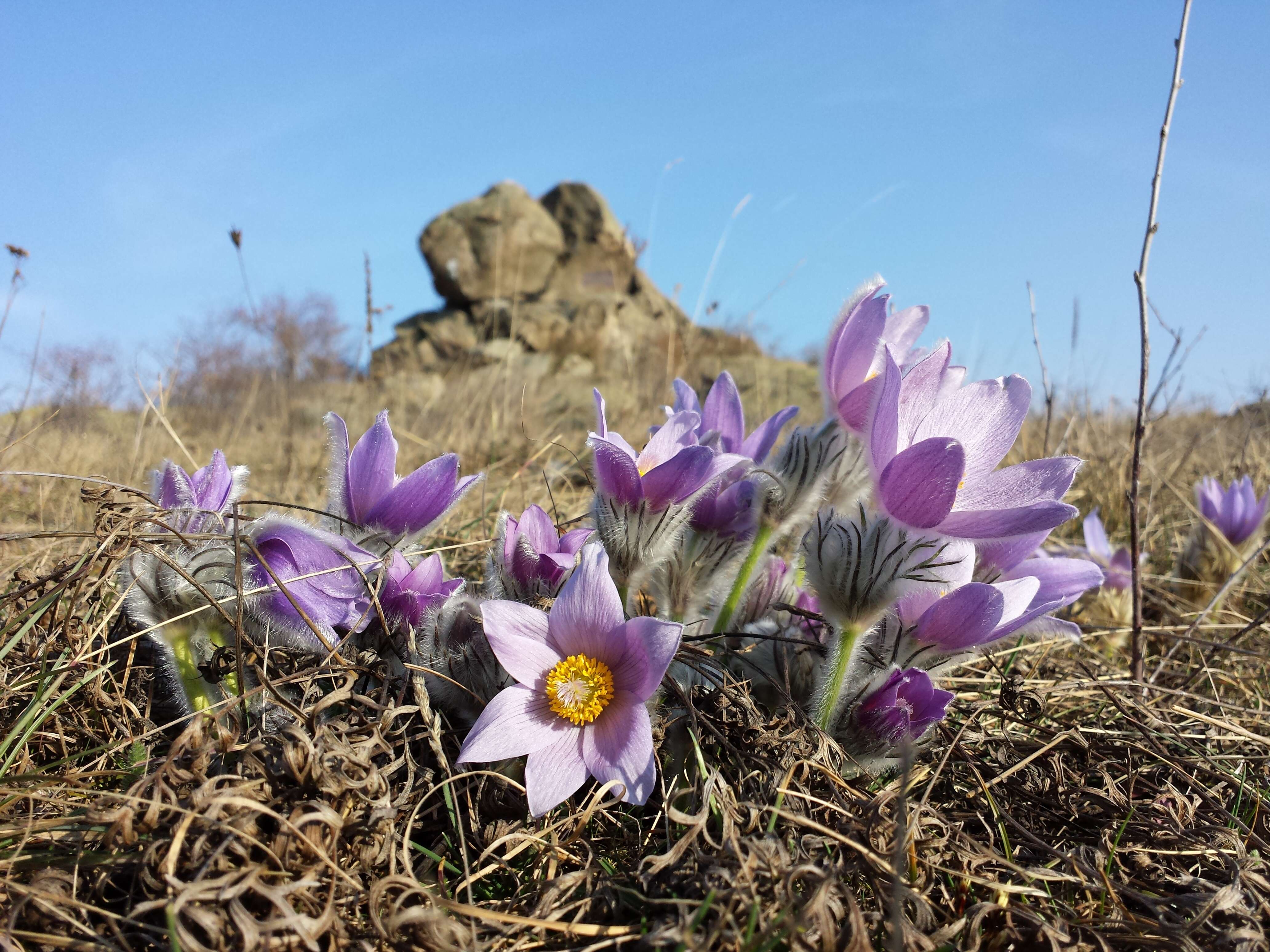 Image of Greater Pasque Flower