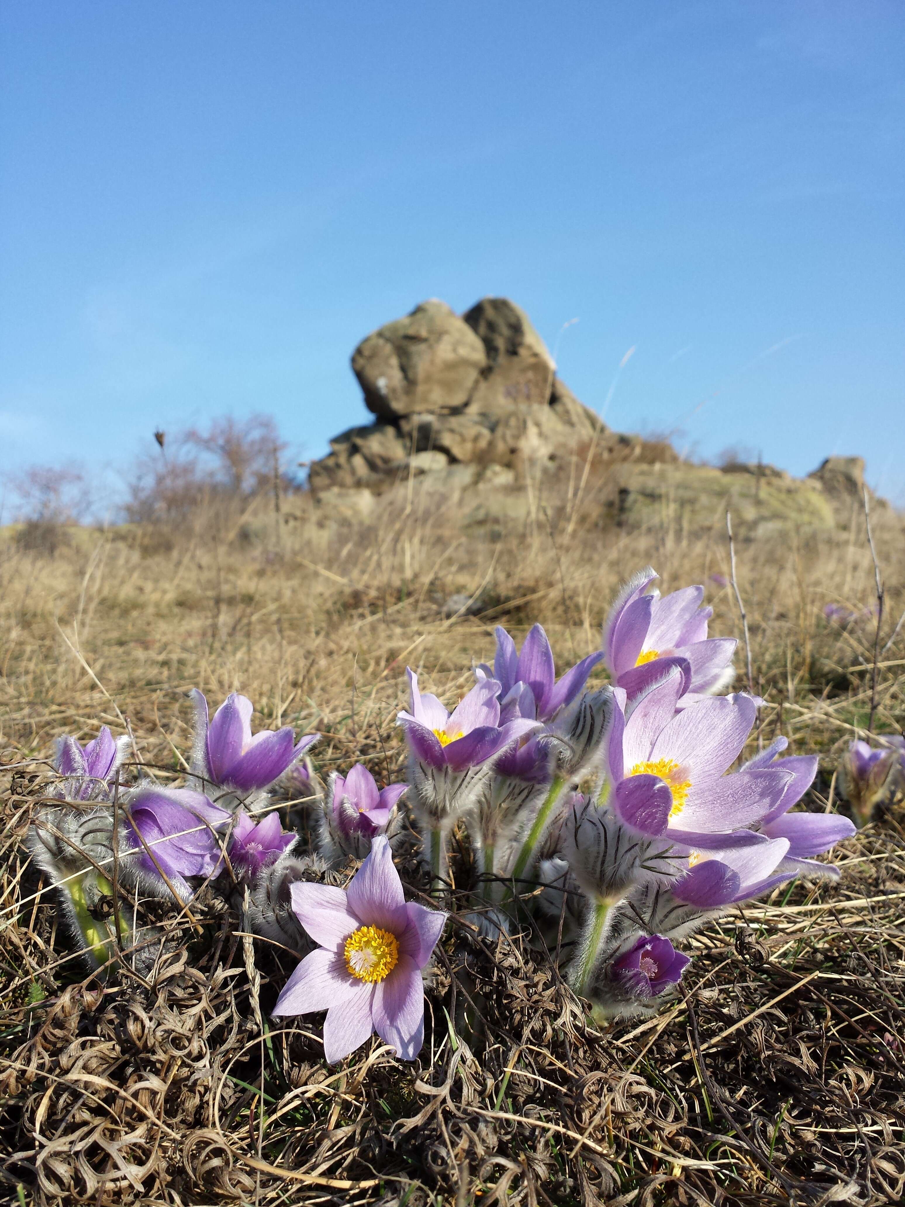 Image of Greater Pasque Flower