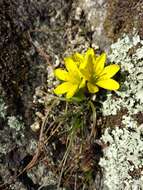 Image of star of Bethlehem