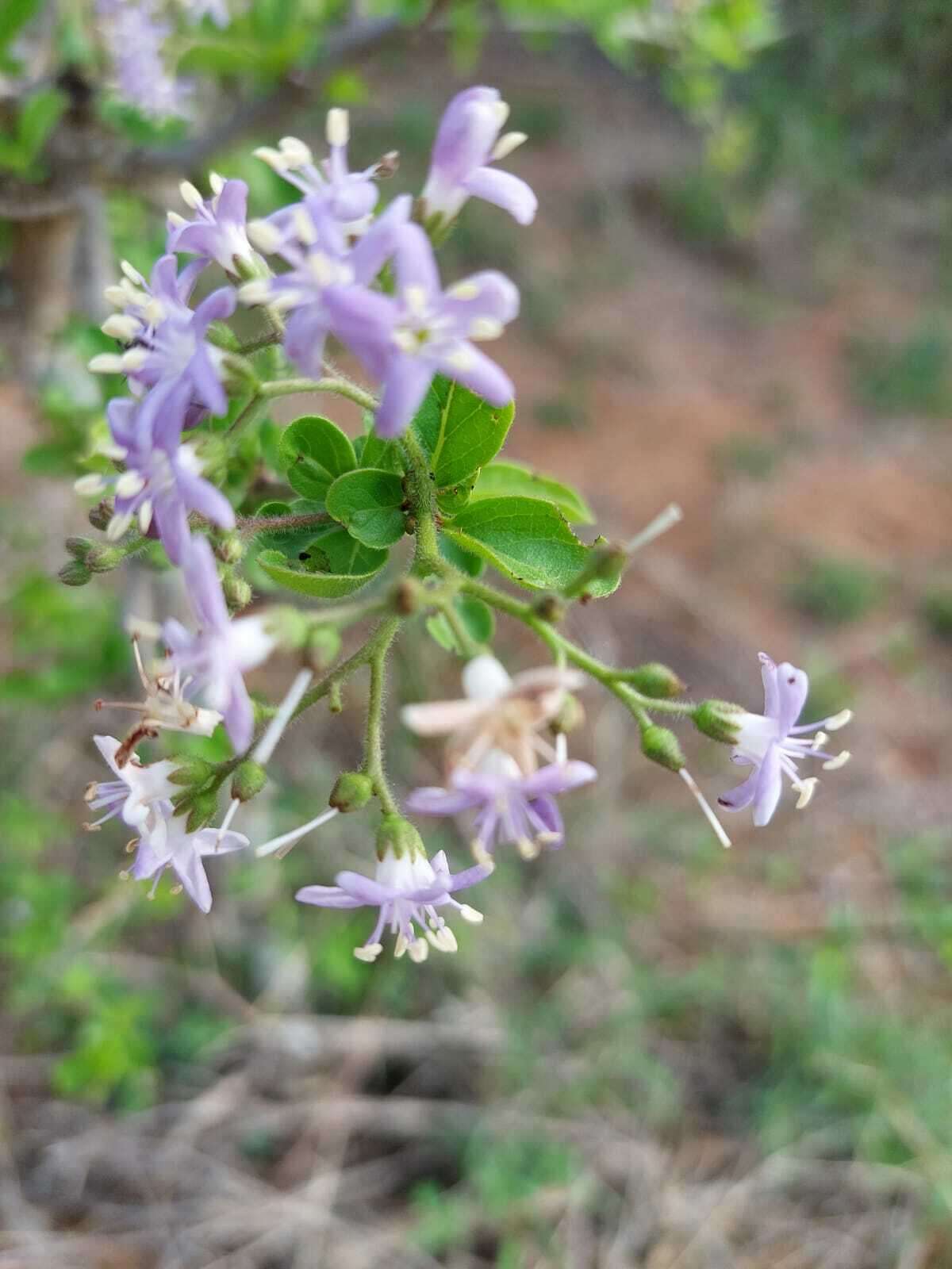 Image de Ehretia obtusifolia Hochst. ex DC.