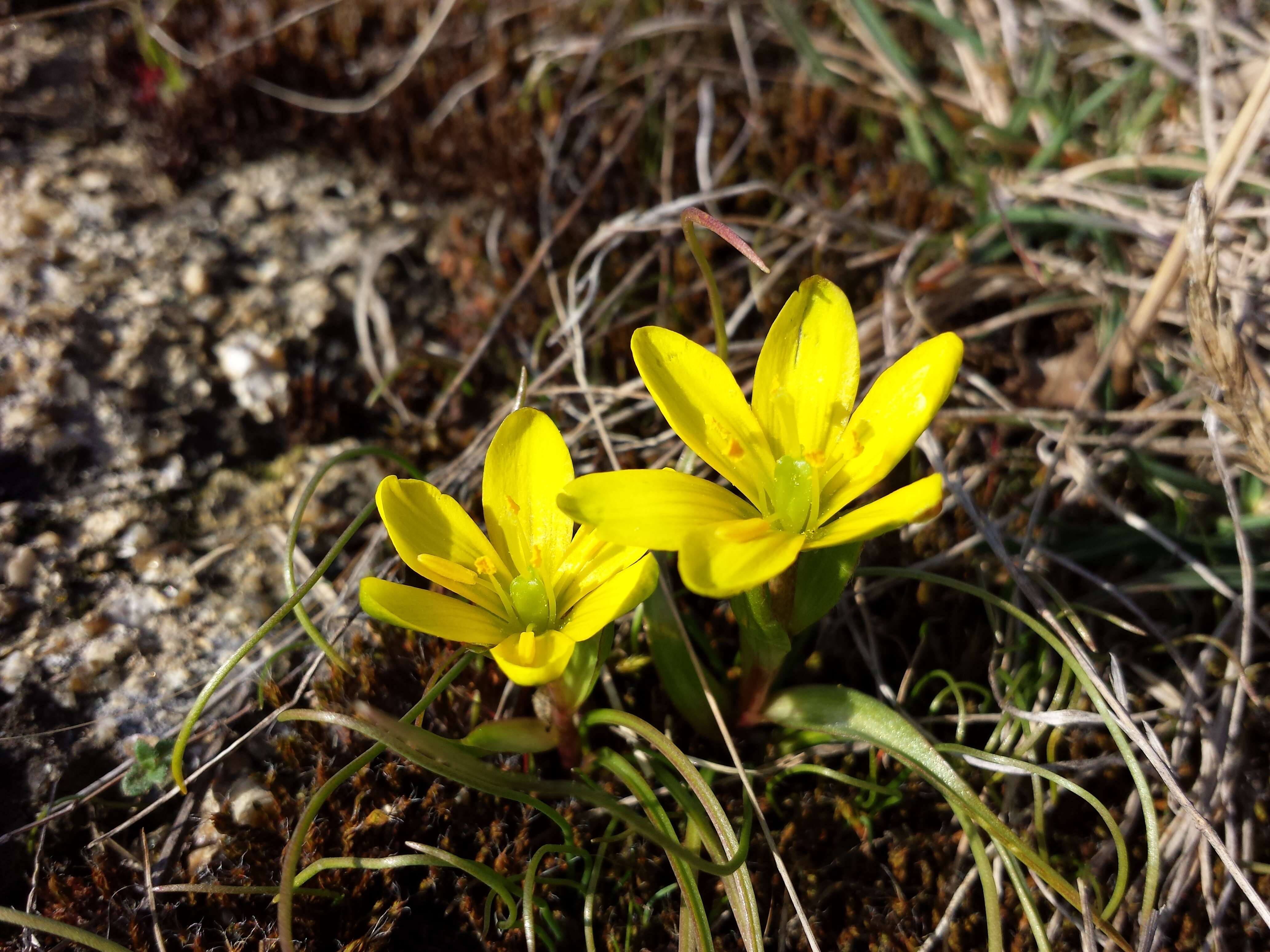 Image of star of Bethlehem