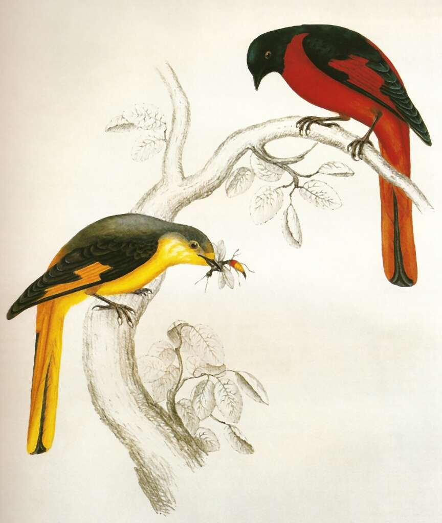 Image of Short-billed Minivet