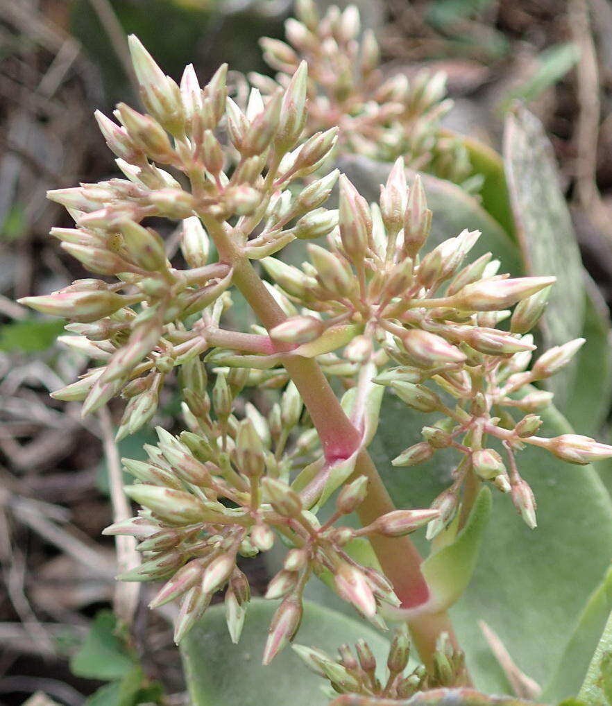 Image of Crassula lactea