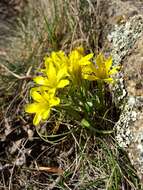 Image of star of Bethlehem