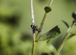 Imagem de Rhaphuma gracilipes (Faldermann 1835)