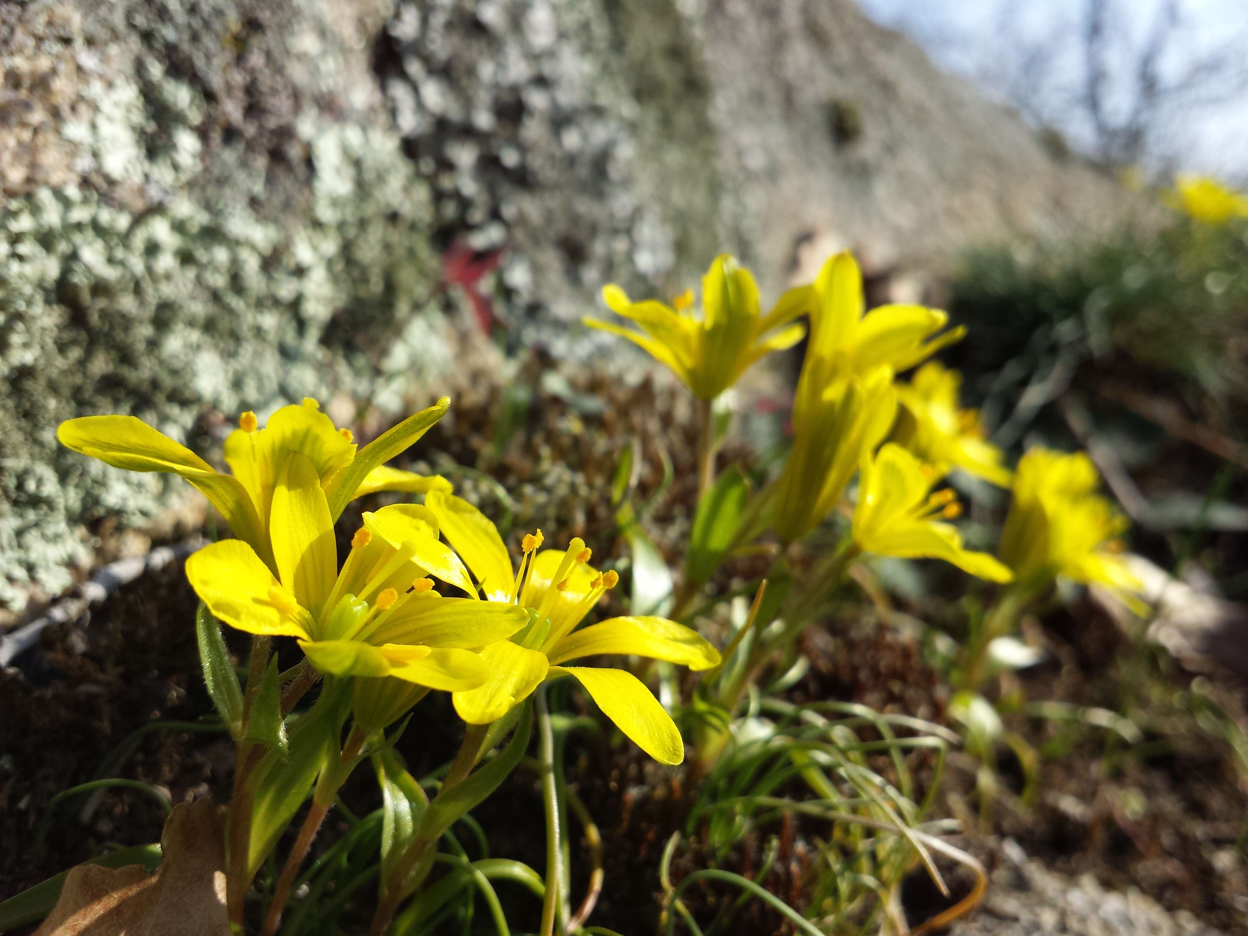 Image of star of Bethlehem