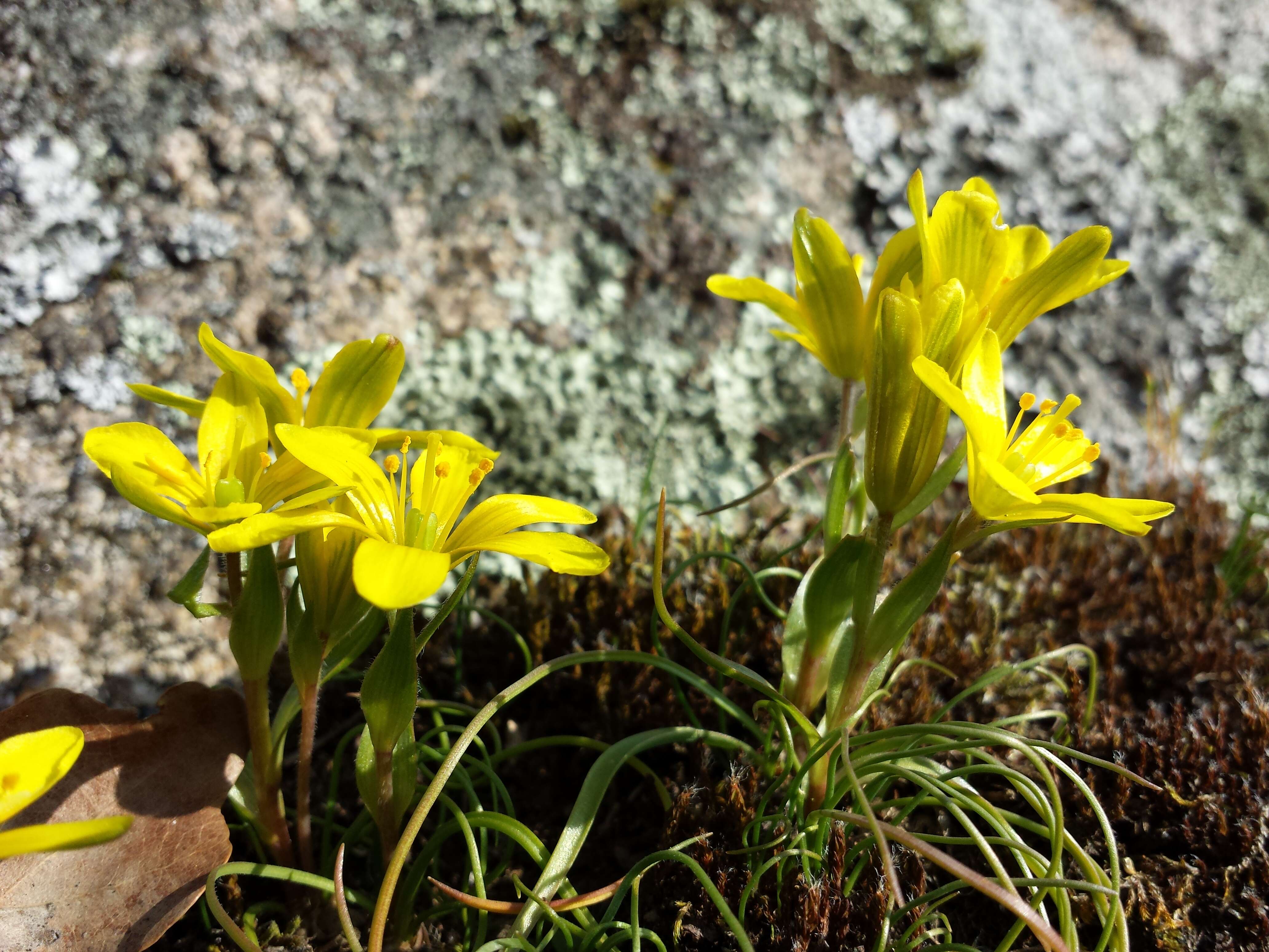 Image of star of Bethlehem