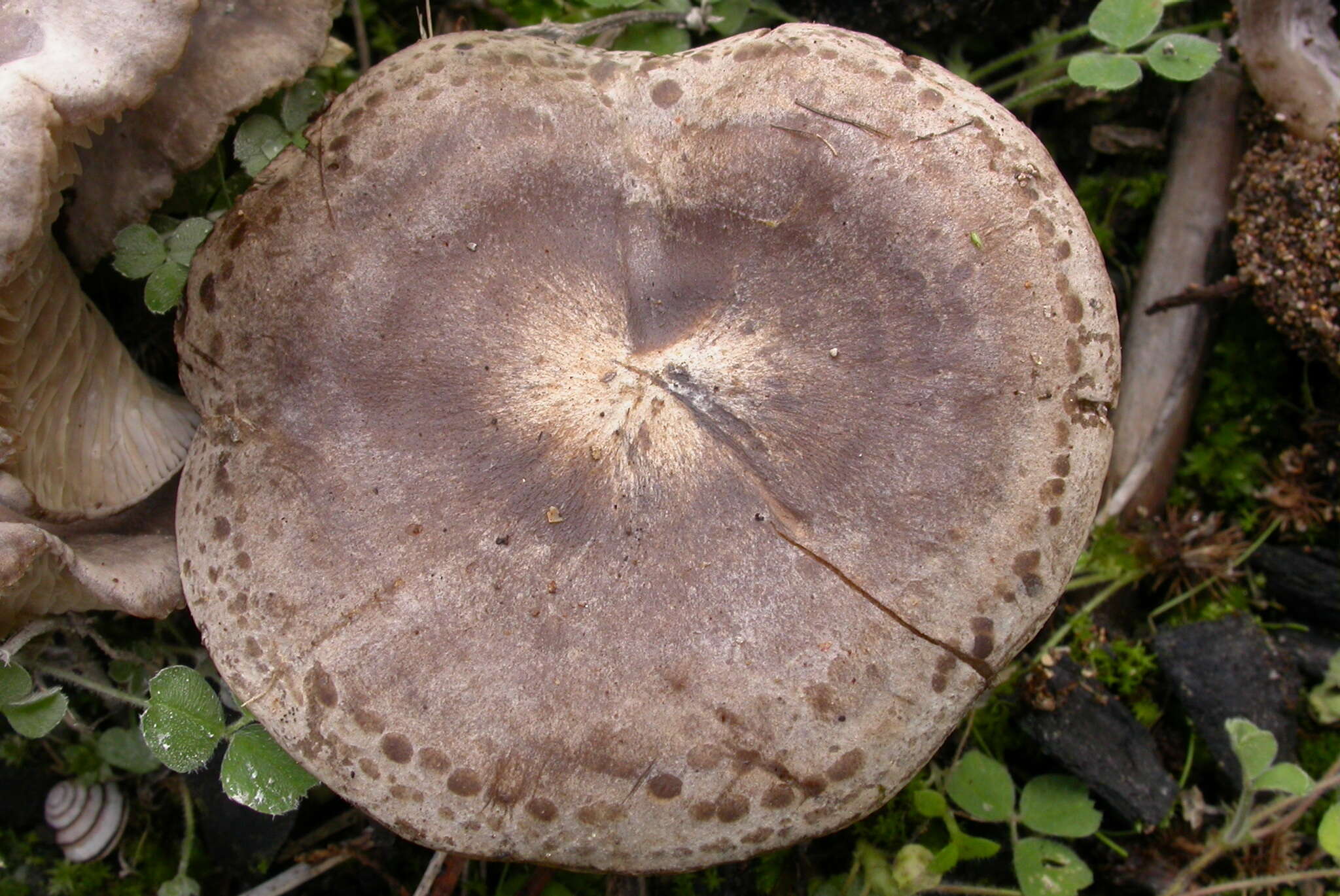 Image of Lyophyllum littorale (Ballero & Contu) Contu 1998