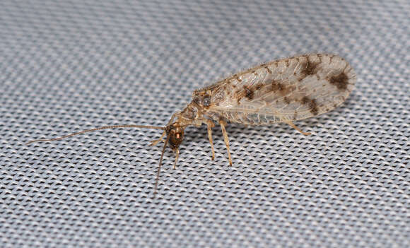 Image of Brown lacewing