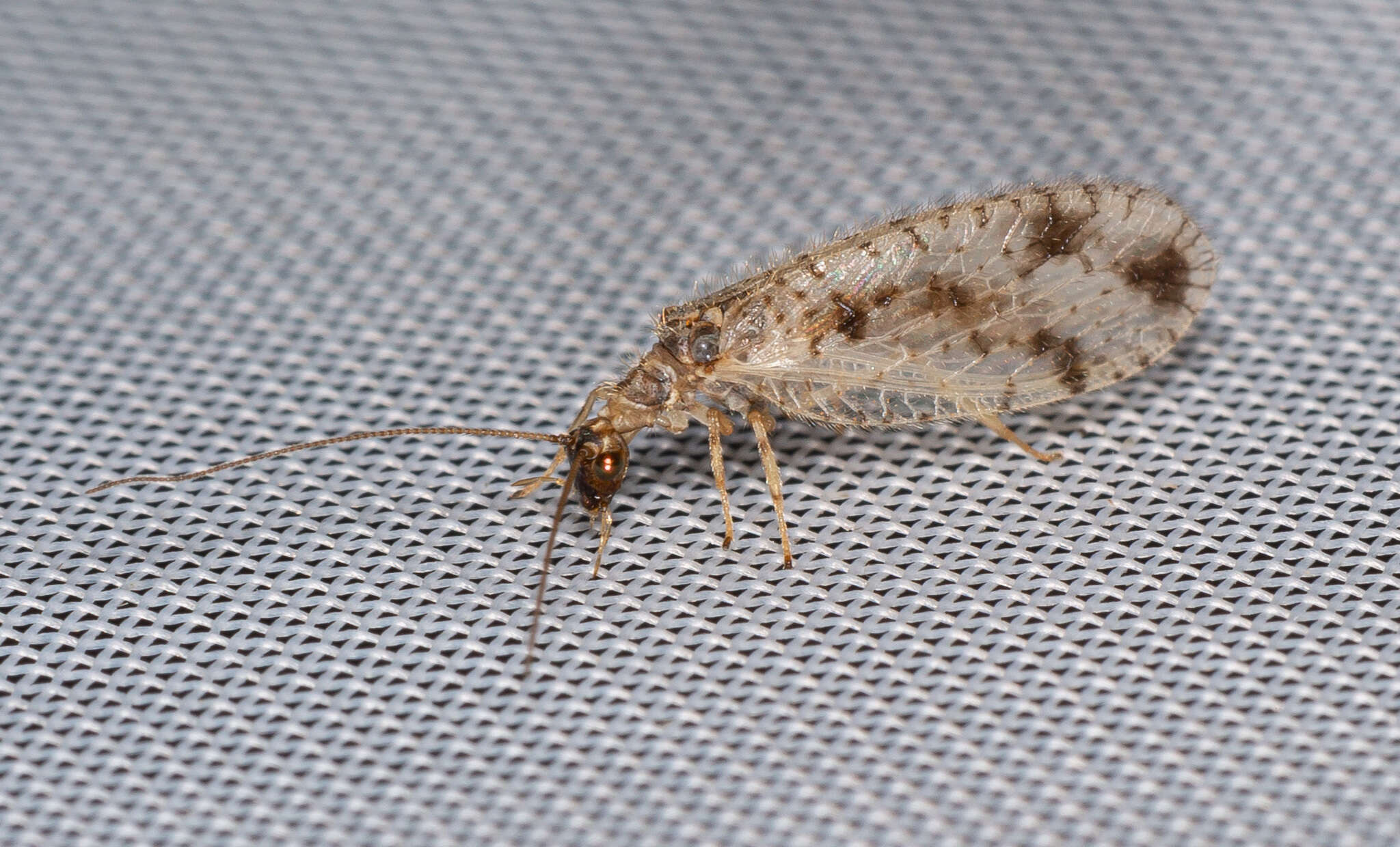 Image of Brown lacewing