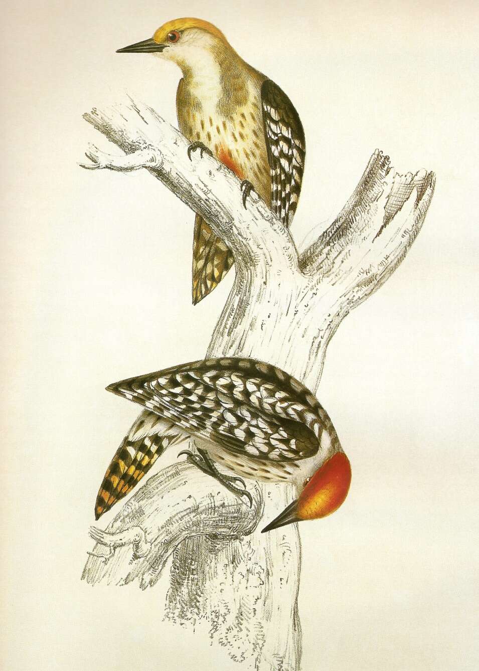 Image of Dendrocopos Koch 1816