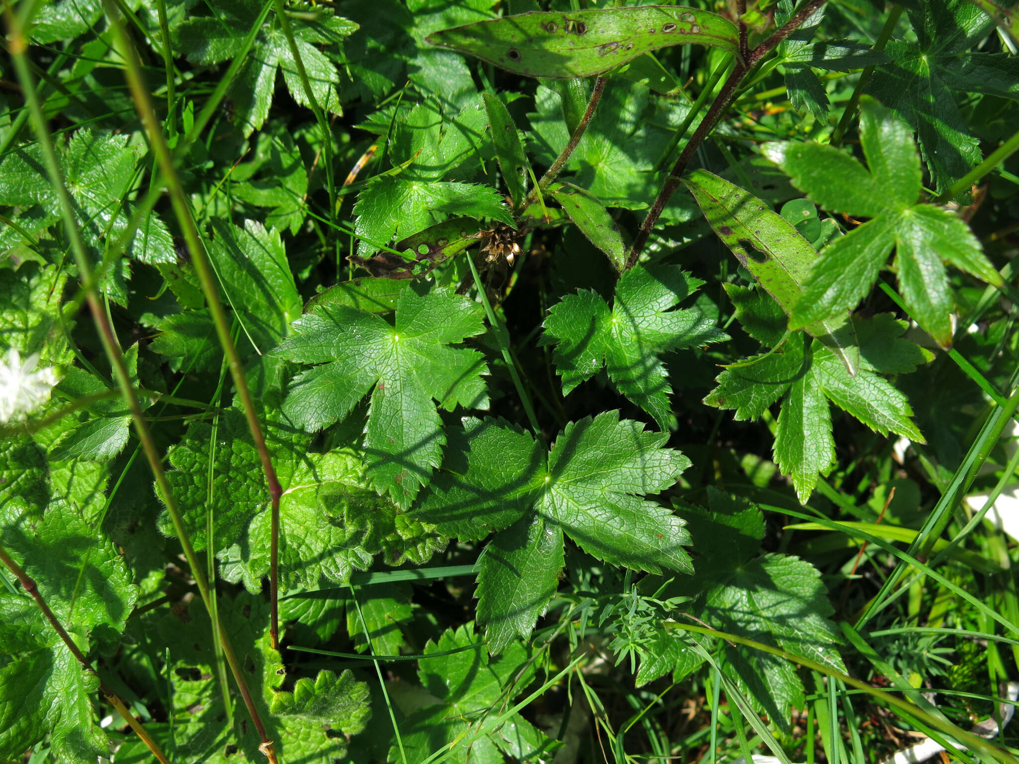 Imagem de Astrantia carniolica Jacq.