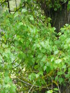 Image of Black Poplar