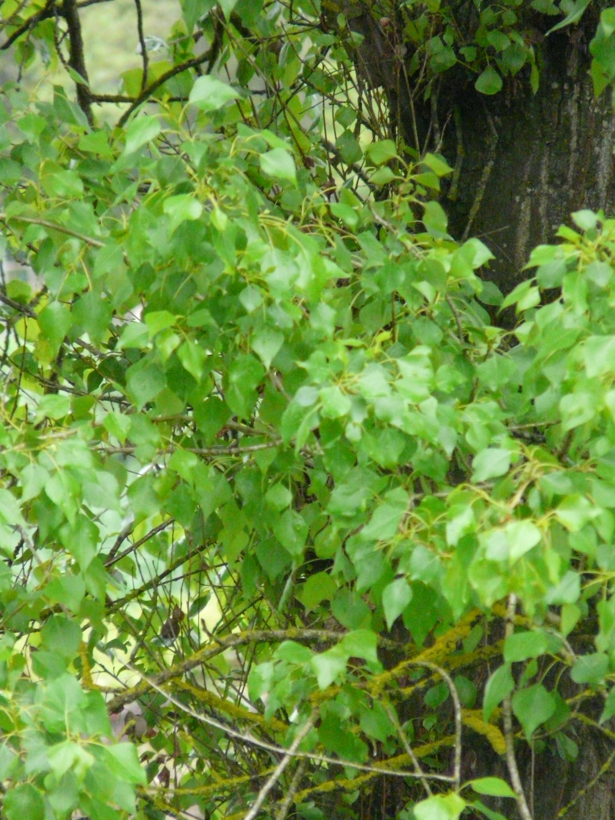 Image of Black Poplar