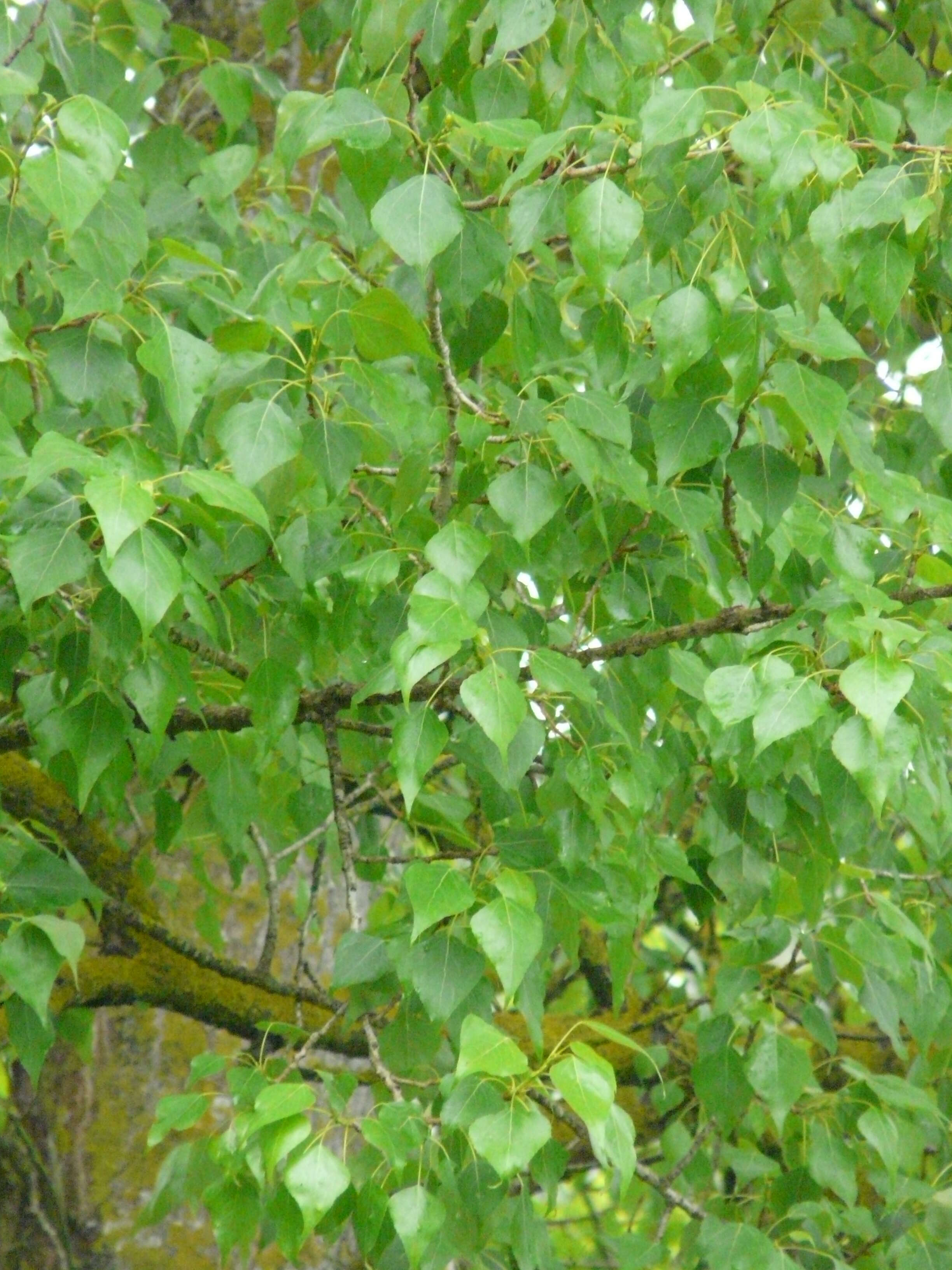 Image of Black Poplar