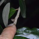 Image of Leafy Oak Gall Wasp