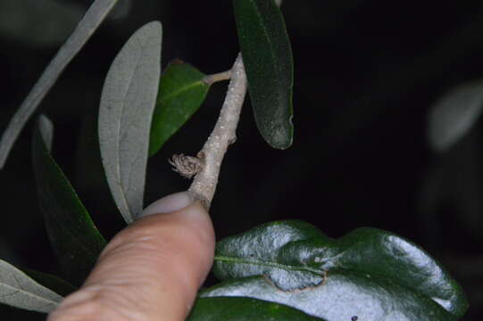 Image of Leafy Oak Gall Wasp