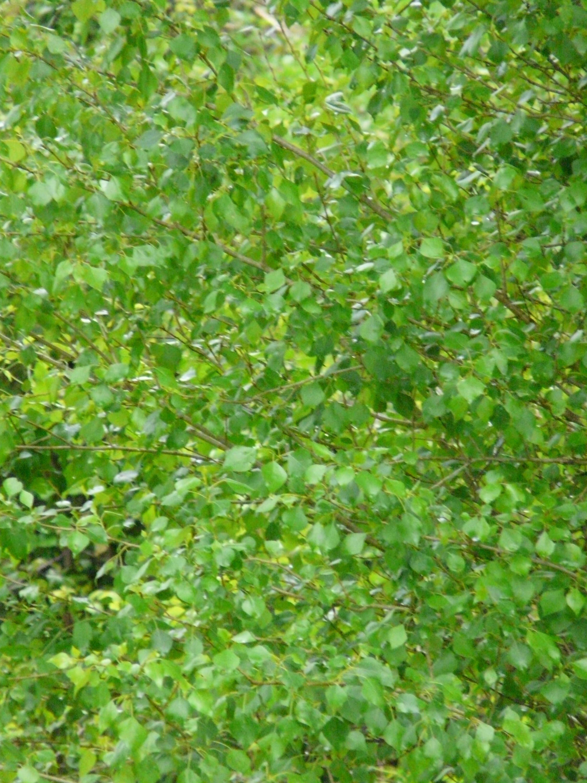 Image of Black Poplar