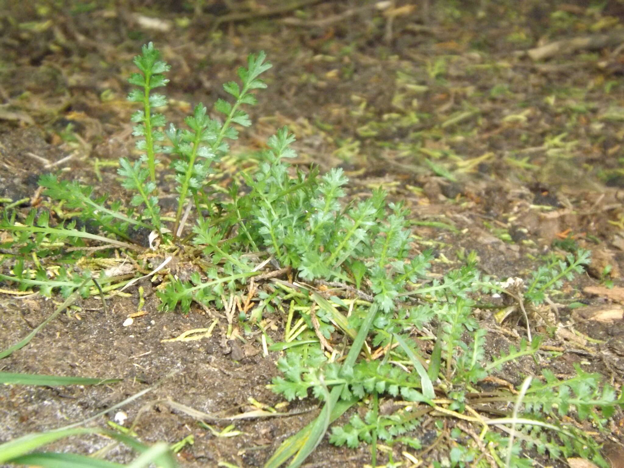 Sivun Lepidium tenuicaule Kirk kuva