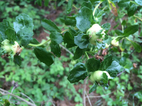 Image of Coyote Brush Bud Gall Midge