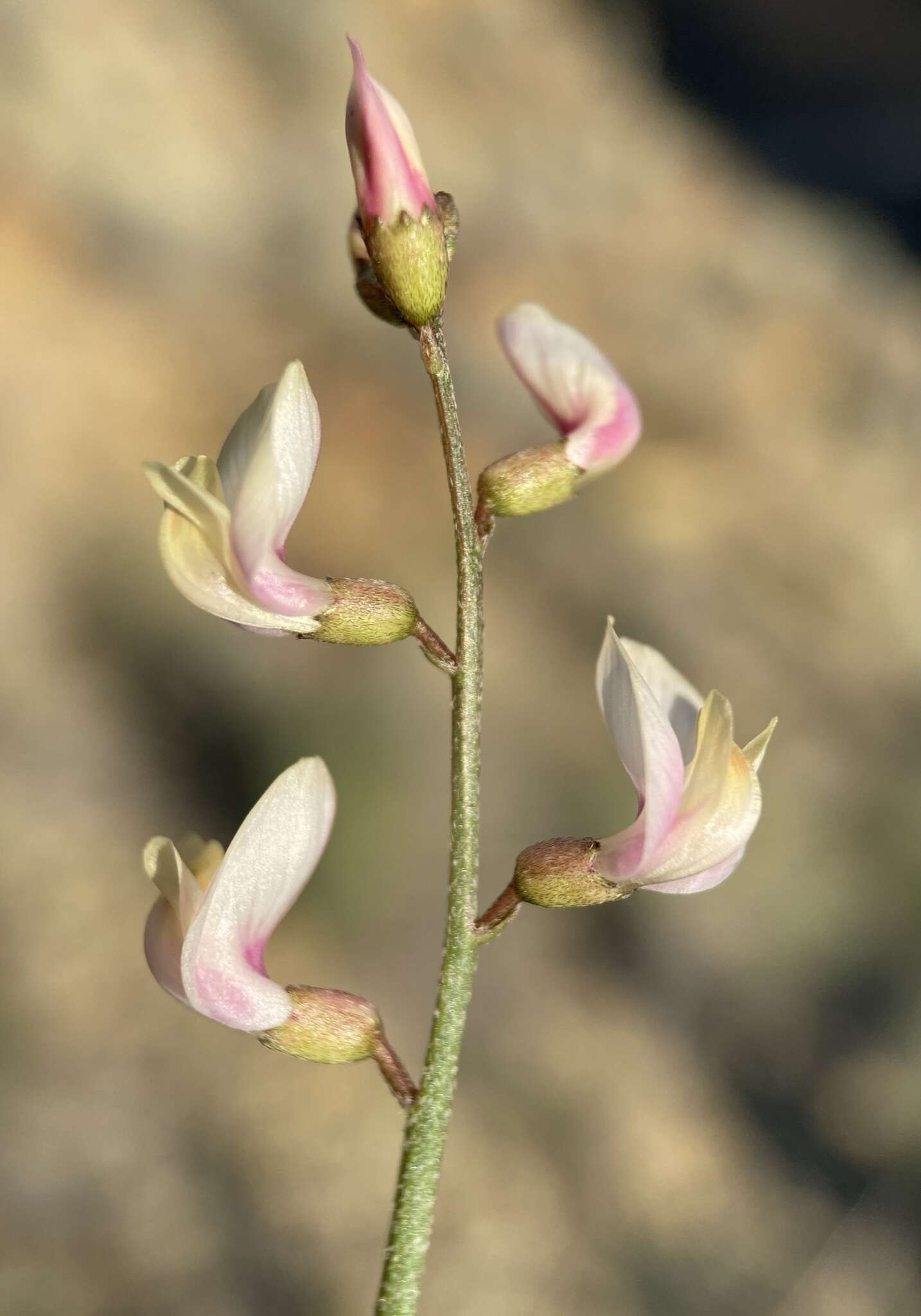 صورة Astragalus cusickii var. sterilis (Barneby) R. C. Barneby