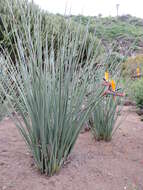 Image of Strelitzia juncea (Ker Gawl.) Link