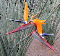 Image of Strelitzia juncea (Ker Gawl.) Link