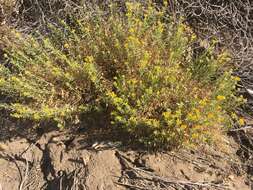 Image of alkali goldenbush