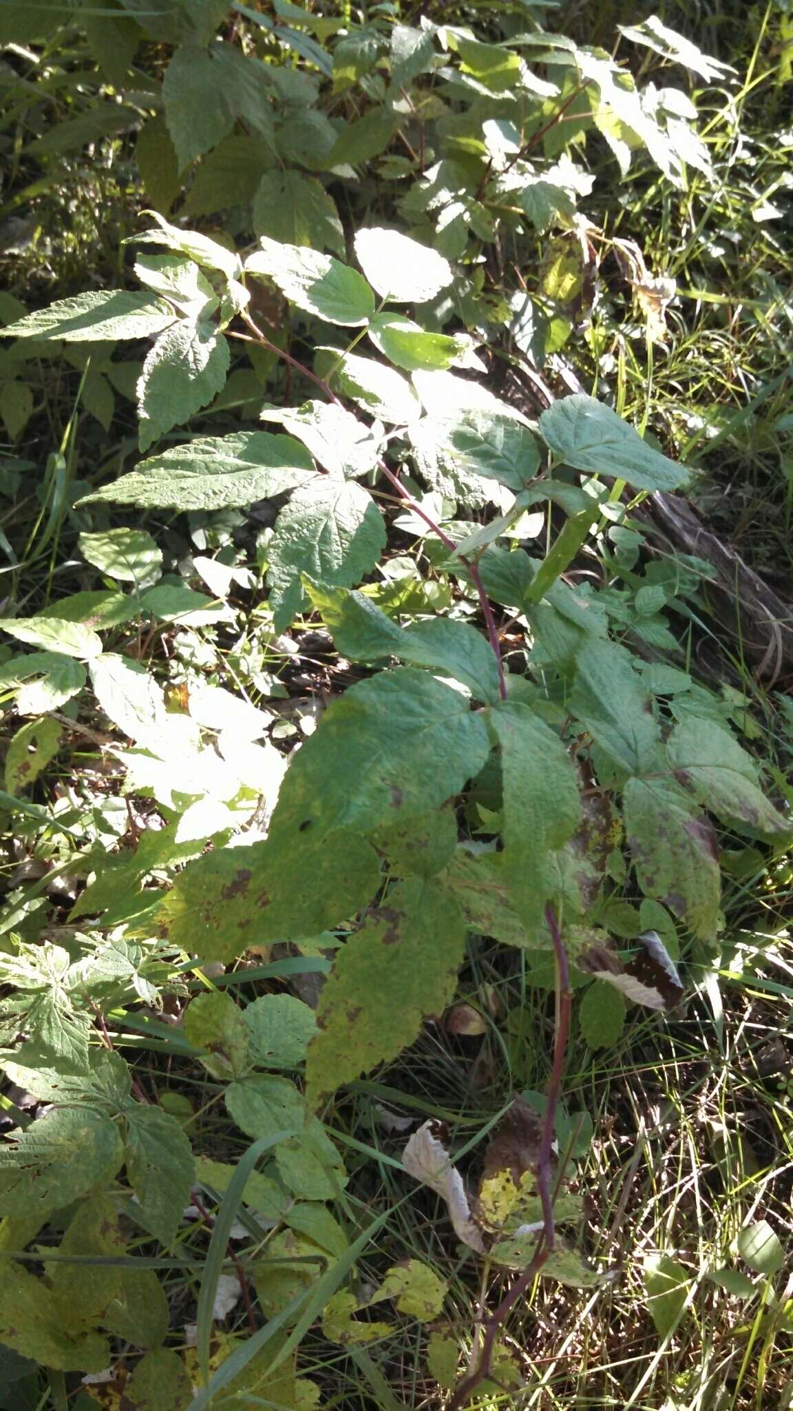 Image of grayleaf red raspberry