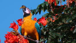 Image of Blue-and-yellow Macaw