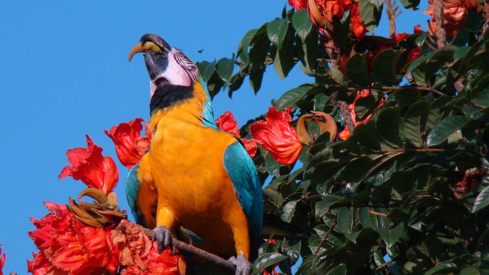 Image of Blue-and-yellow Macaw